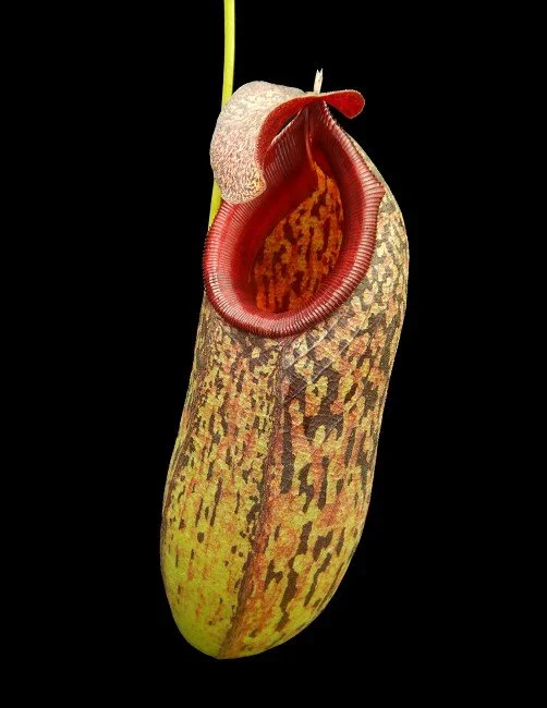 BE-3832a actual clone.JPG