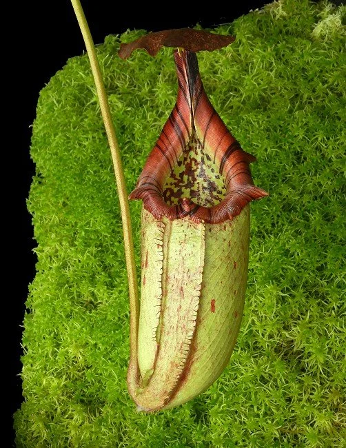 BE-3577d one of the many different clones.JPG