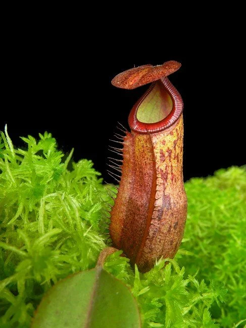 BE-4534b juvenile pitcher of one clone.JPG