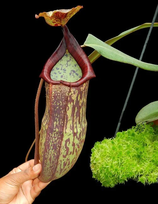 BE-4024a one of the many clones.JPG