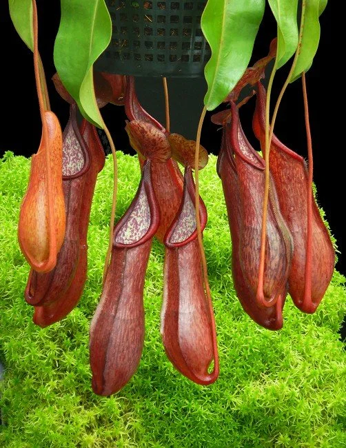 BE-4580a large plant of one clone.JPG