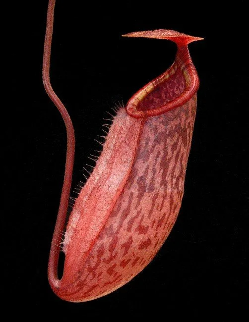 BE-4532d juvenile pitcher of one of the clones.JPG