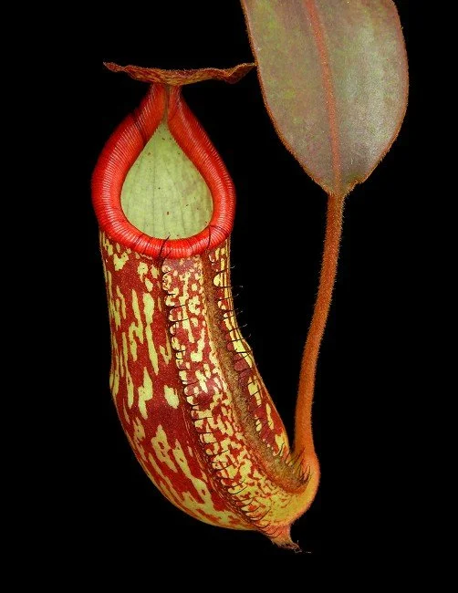 BE-4559b juvenile pitcher of one clone.JPG