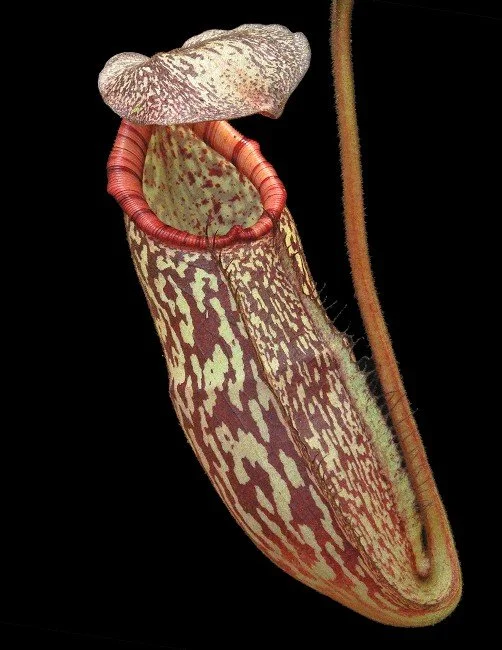 BE-4559d juvenile pitcher of one clone.JPG