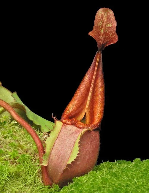 BE-4033f one of the many different clones.JPG