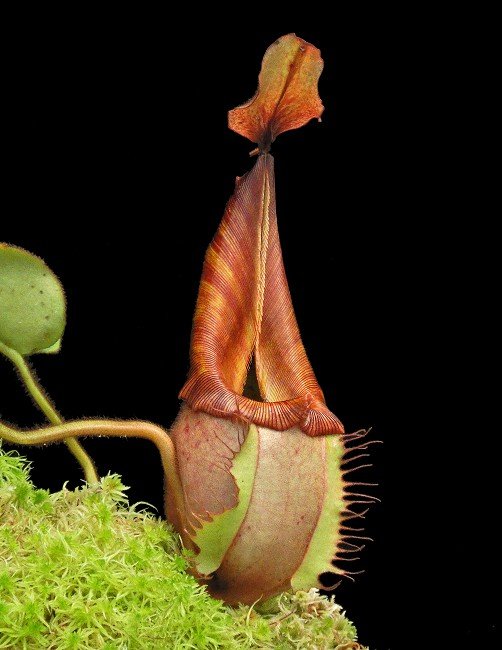 BE-4033d one of the many different clones.JPG