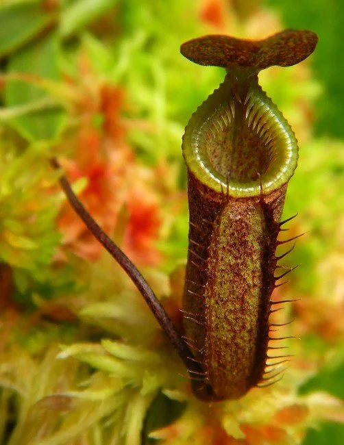 BE-3099c juvenile pitcher of actual clone.JPG