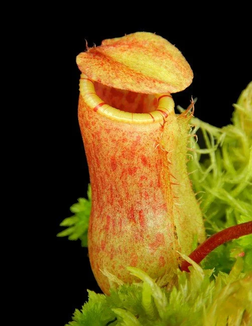 BE-4522c juvenile pitcher of one clone.JPG