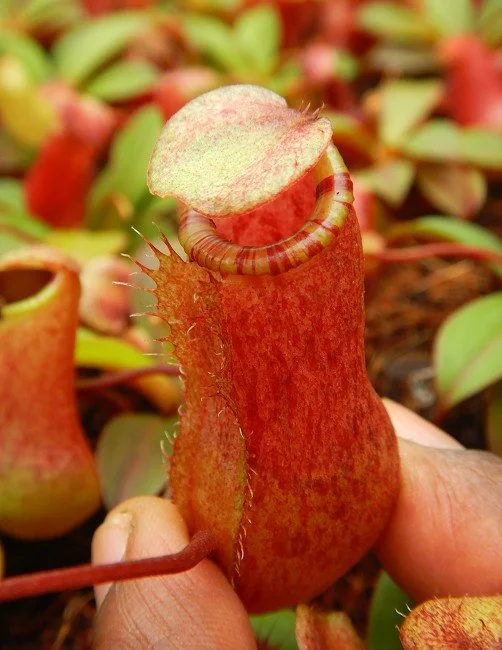 BE-4522a juvenile pitcher of one clone.JPG