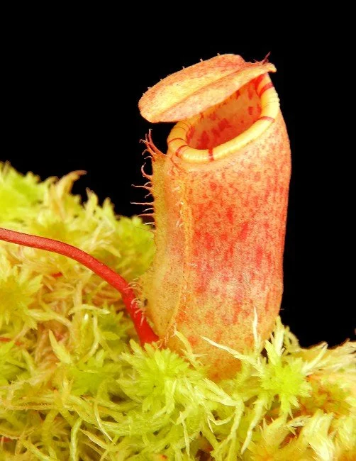 BE-4522b juvenile pitcher of one clone.JPG