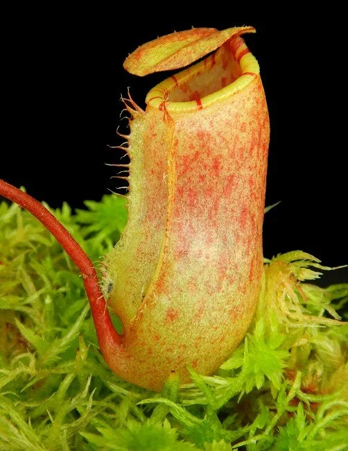 BE-4522d juvenile pitcher of one clone.JPG