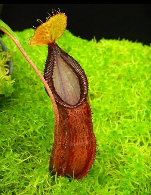 BE-4526b juvenile representative pitcher.JPG