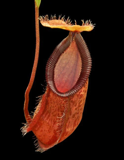 BE-4526a juvenile representative pitcher.JPG