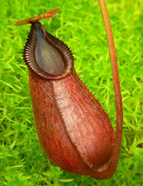 BE-4526d juvenile representative pitcher.JPG