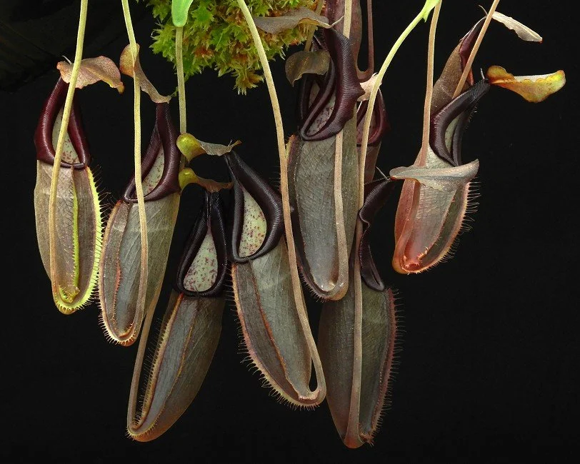 BE-3036b actual clone.JPG