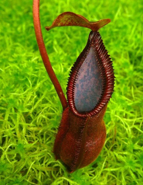 BE-3900b one clone.JPG