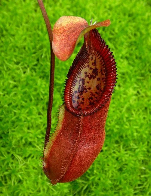 BE-3900a one clone.JPG