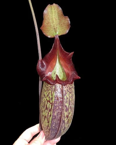 BE-3959b pitcher of actual clone.JPG