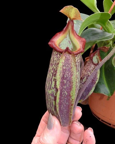 BE-3959c juvenile pitcher of actual clone.JPG