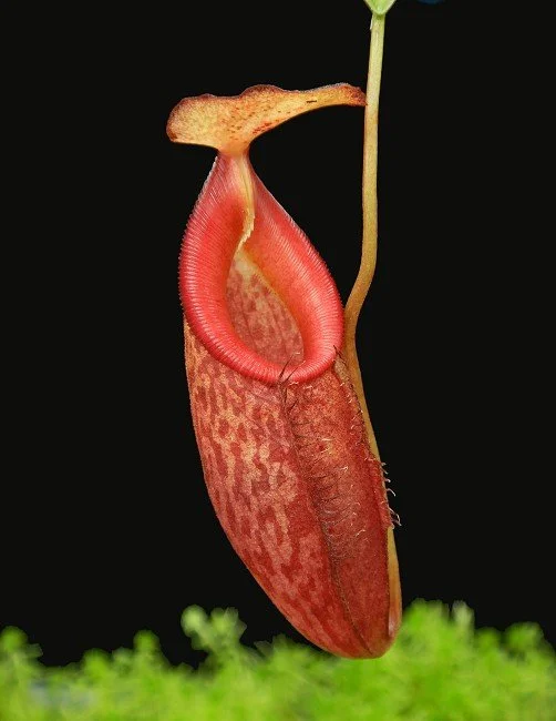 BE-4573a one clone.JPG