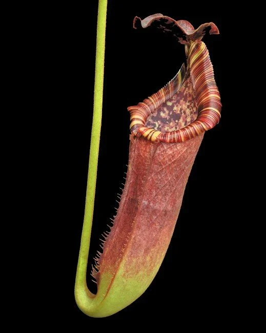 BE-4561b actual clone.JPG