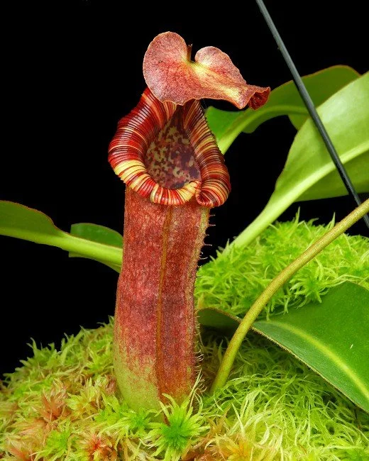 BE-4561d juvenile pitcher of actual clone.JPG