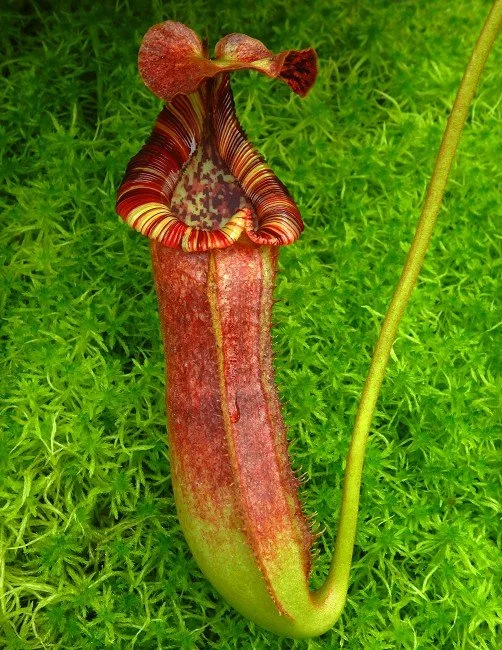 BE-4561c juvenile pitcher of actual clone.JPG