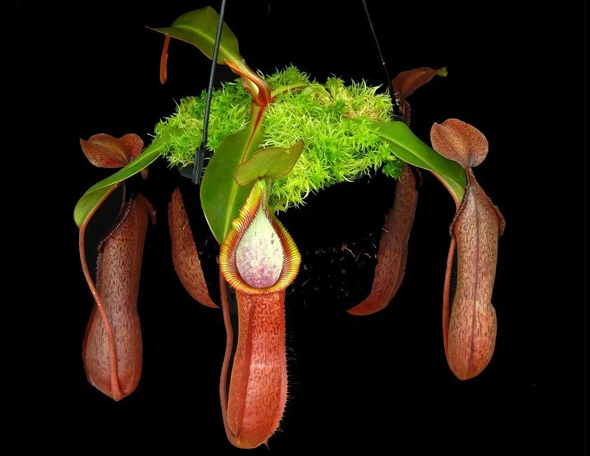 BE-4564j one clone.JPG