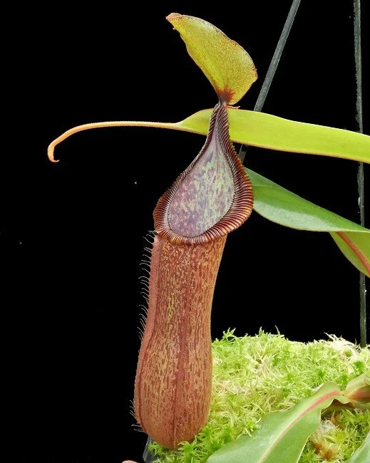 BE-4564g one clone.JPG