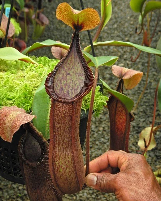 BE-4564f one clone.JPG