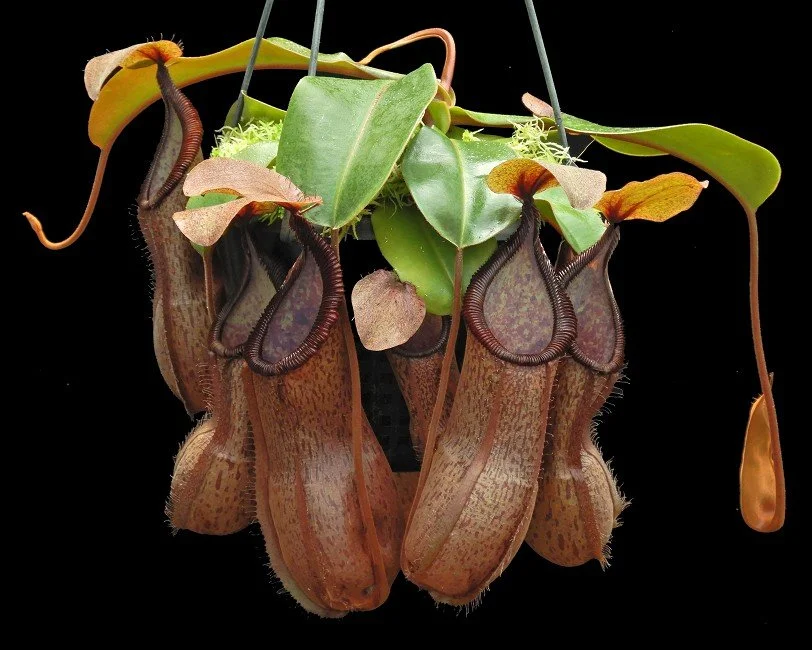 BE-4564a one clone.JPG