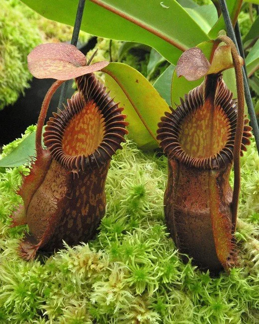 BE-4099d one of the many different clones.JPG