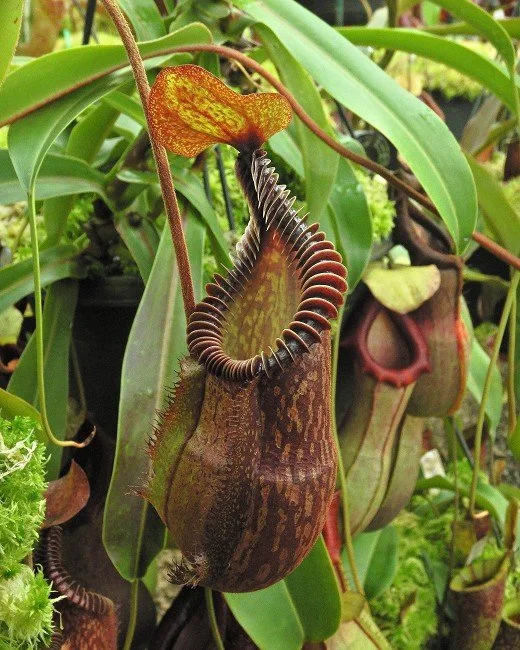 BE-4099e one of the many different clones.JPG