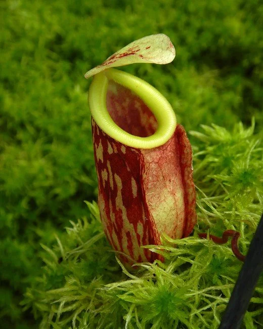 BE-4592c one of the clones.JPG