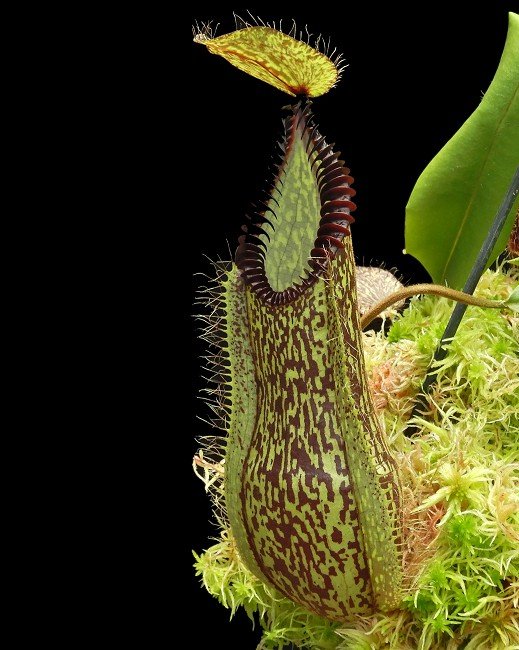 BE-4044e lower pitcher of one clone.JPG