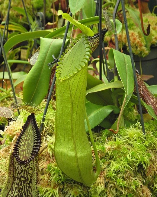 BE-4044c upper pitcher of one clone.JPG