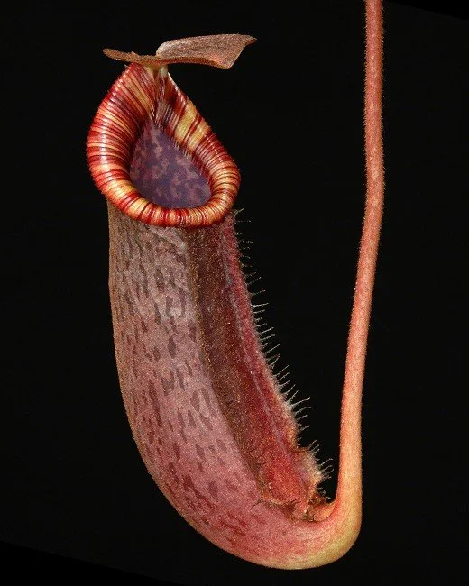 BE-4524b juvenile pitcher of one clone.JPG