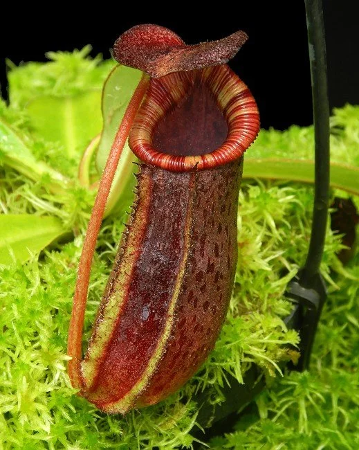 BE-4524a juvenile pitcher of one clone.JPG