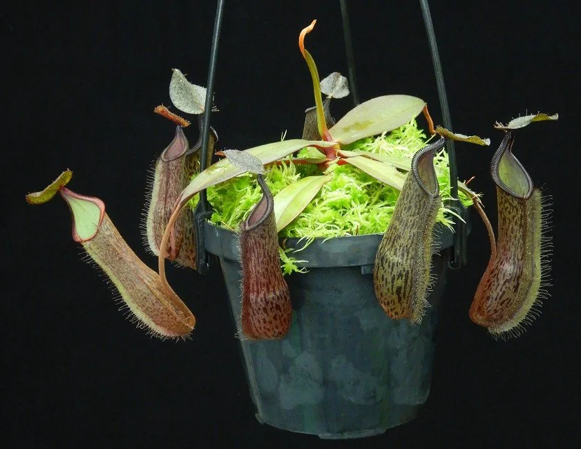 BE-4569c one of the clones.JPG