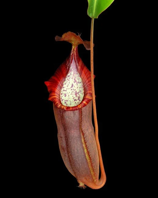 BE-4589c one of the clones.JPG