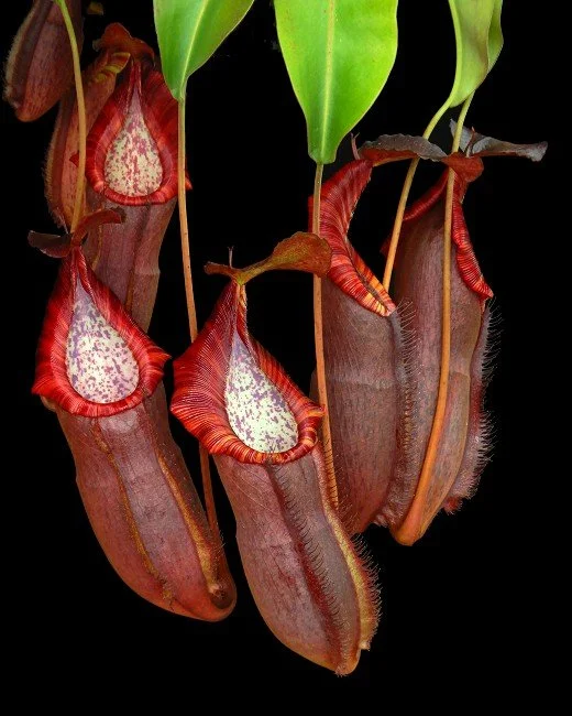 BE-4589a one of the clones.JPG