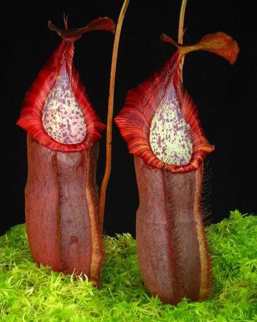 BE-4589d one of the clones.JPG