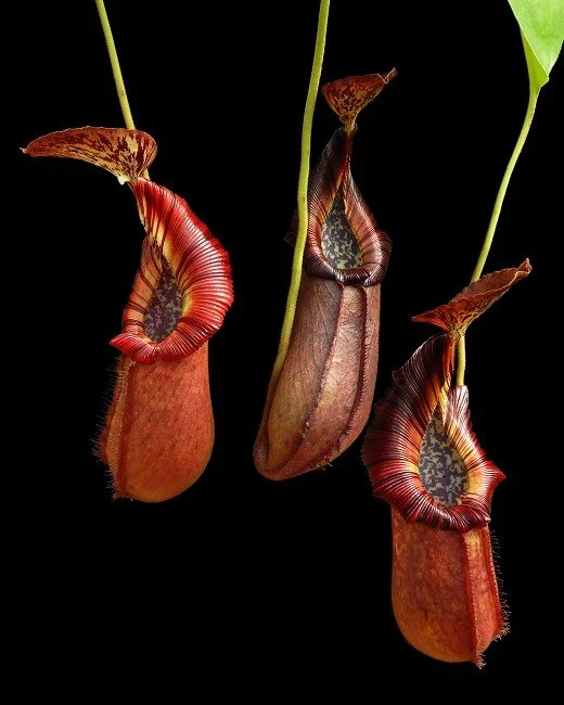 BE-4023d one of the clones.JPG