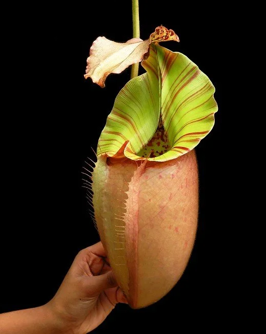 BE-3723a newly opened pitcher of one of the clones.JPG