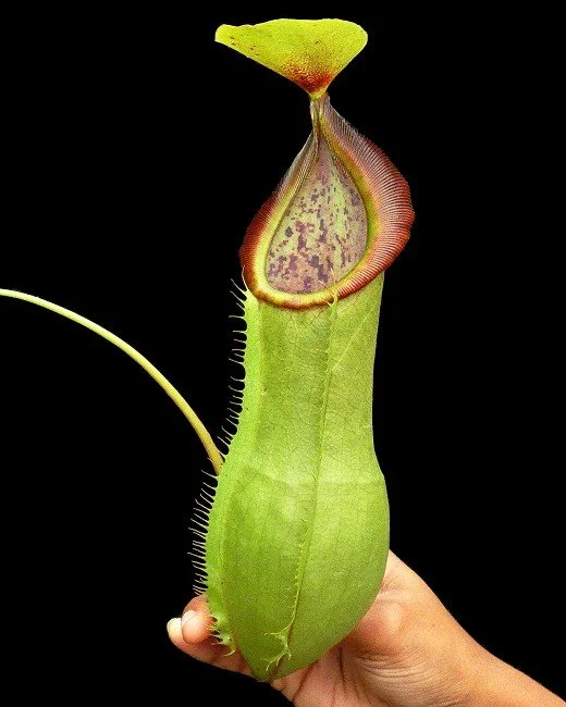 BE-3903a actual clone.JPG