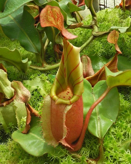 BE-4033c one of the many different clones.JPG