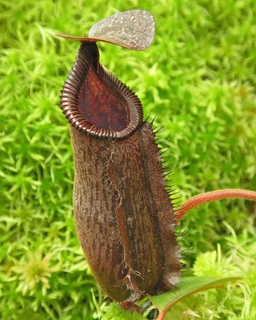 BE-4609b juvenile pitcher of one clone.JPG