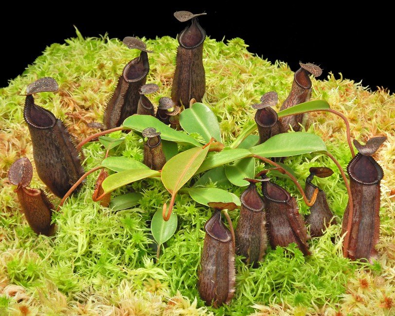 BE-4609f juvenile plant of one clone.JPG