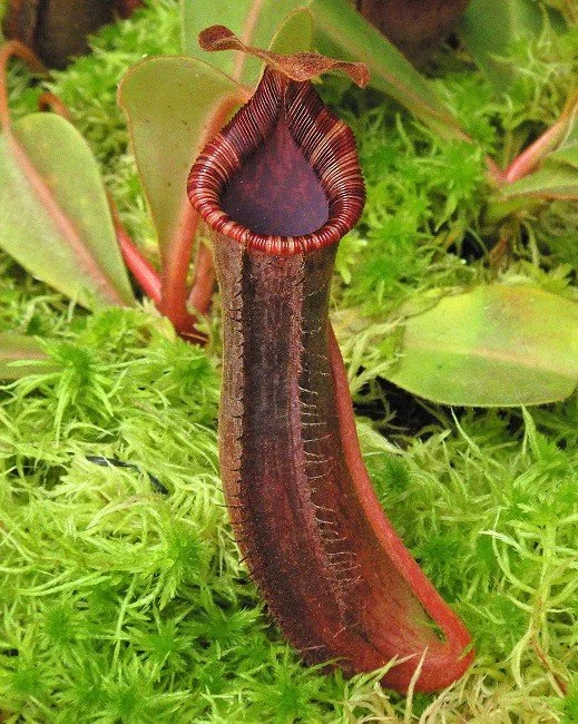 BE-4616a juvenile pitcher of one clone.JPG