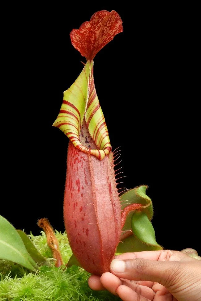 BE-4623d young pitcher of actual clone.JPG